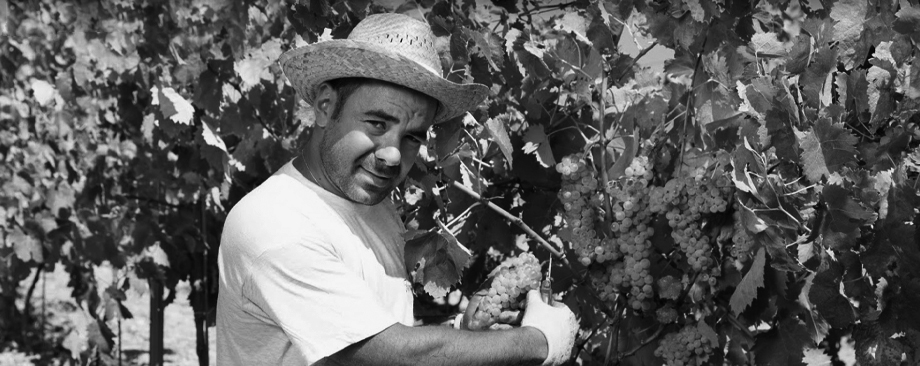 Photograph among the vines from the historical Fabio Ferracane profile.