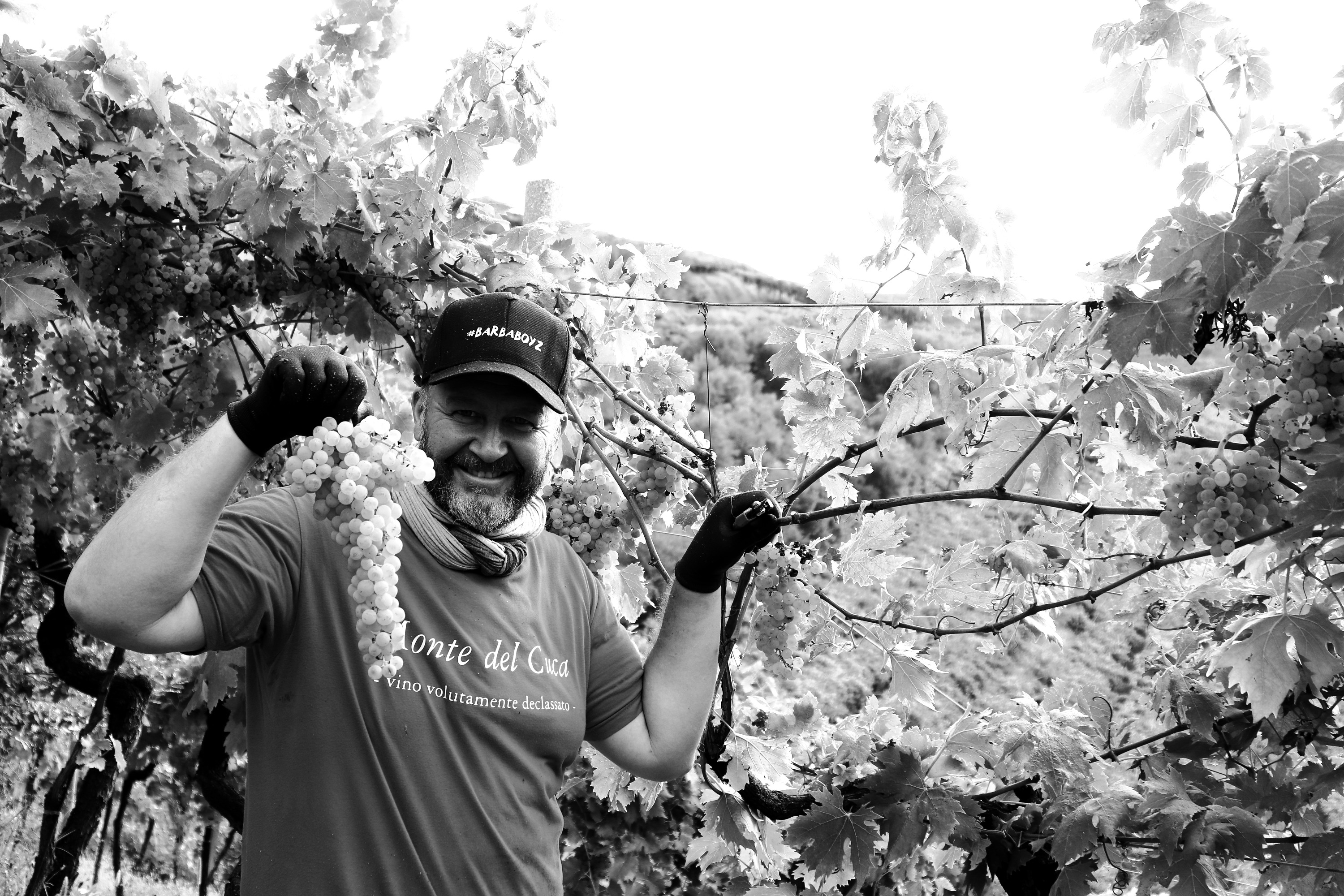 Vendemmia tra i filari dalla scheda storica di Garganuda.