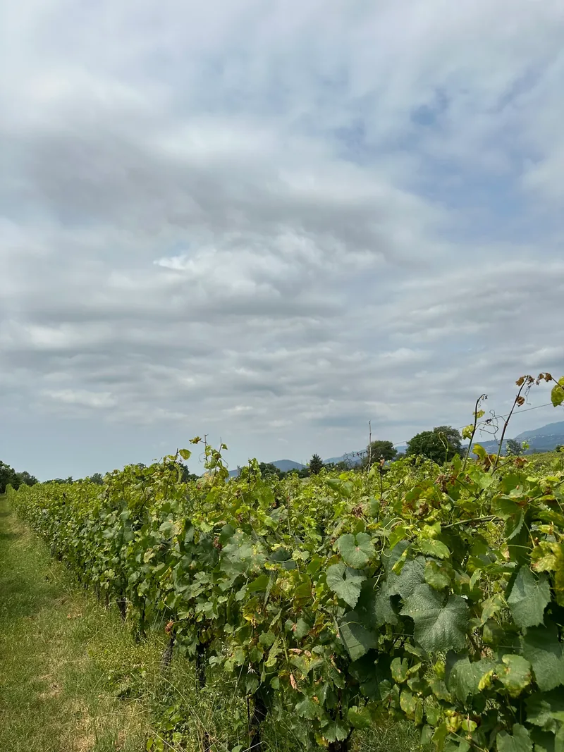 Vines at the SUNAWI project on Lake Garda